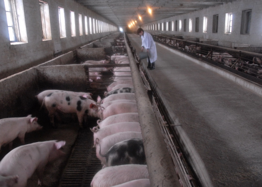 34 тысячи свиней сожгут из-за вспышки африканской чумы в Воронежской области 