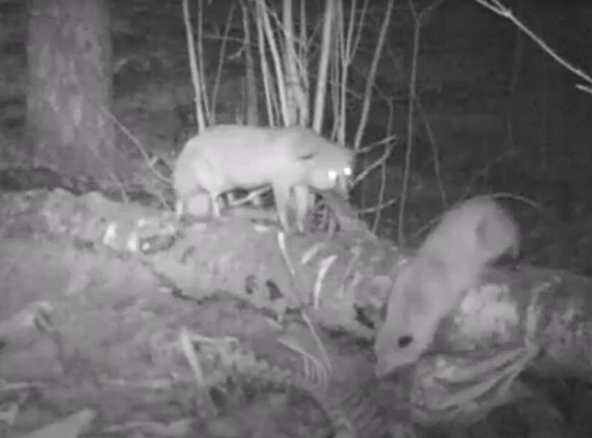 Смешная ссора лисиц из-за еды попала на видео в воронежском заповеднике 