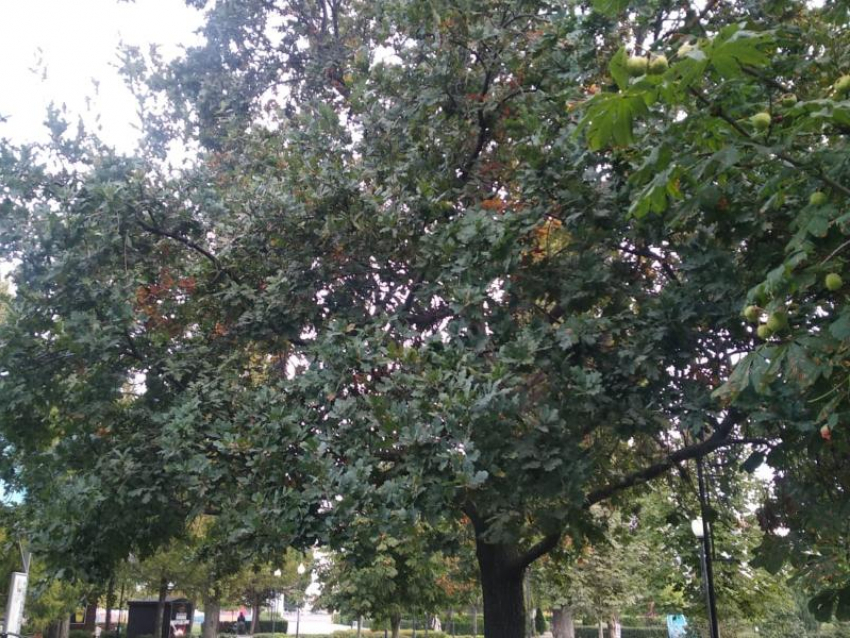 Массовую вырубку деревьев у «Арены» опровергла мэрия Воронежа