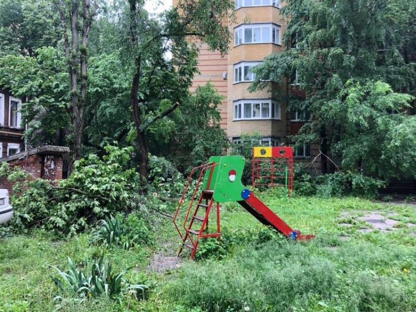 Сухое дерево у детской площадки держит воронежцев в страхе