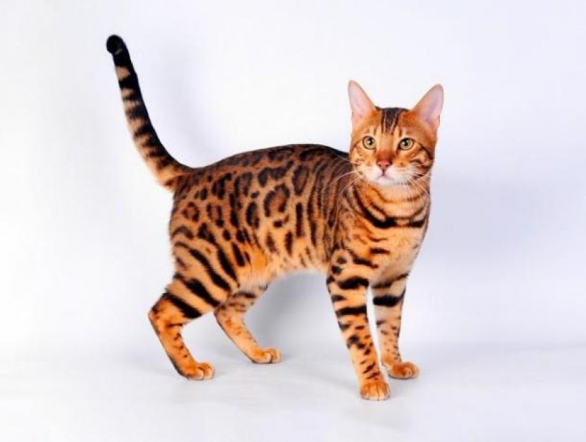 Бенгальская кошка - обзор породы