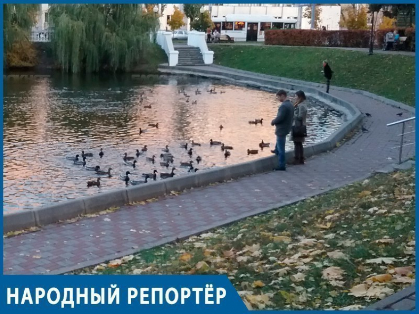 Невиданное нашествие уток: довольные пернатые обосновались на Лебедином озере в Воронеже