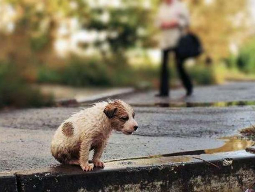 3 млн рублей власти Воронежа направят на борьбу с бездомными животными