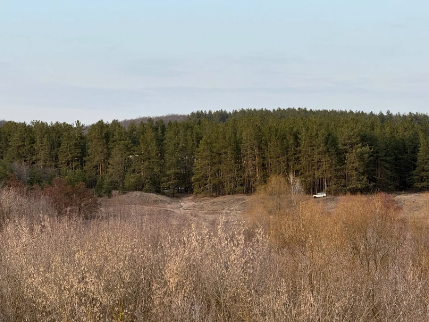 Воронежцам напомнили о штрафах до 400 тыс. рублей за огонь в лесу 