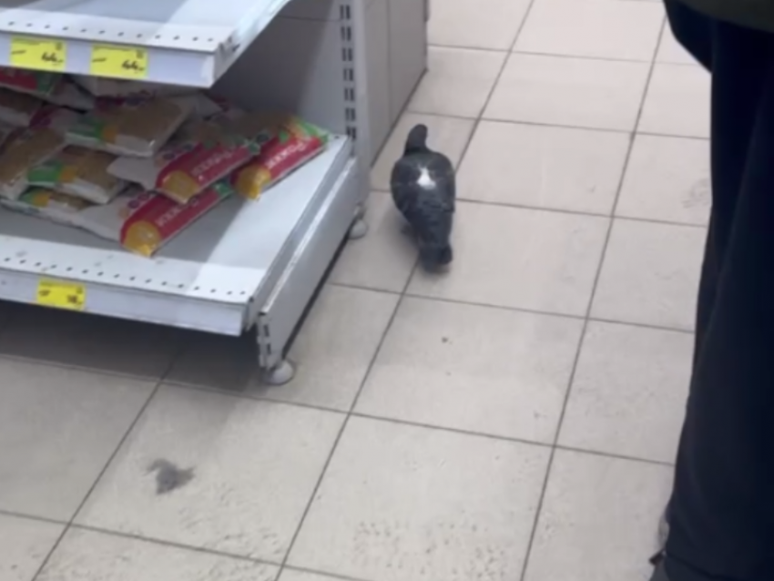 Пернатого покупателя застали за выбором товара в воронежском магазине 