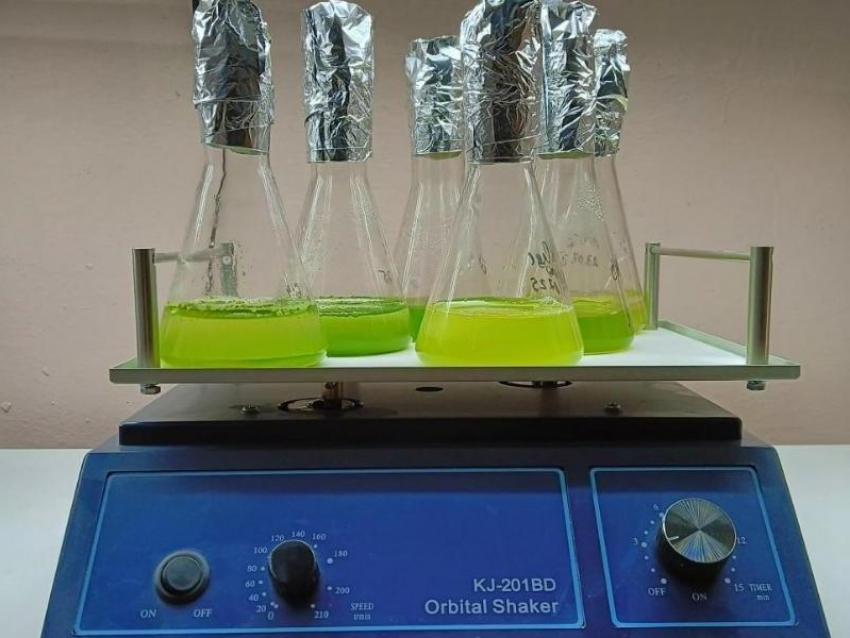 Учёные нашли в Воронеже неизвестный штамм богатых антиоксидантами микроводорослей 