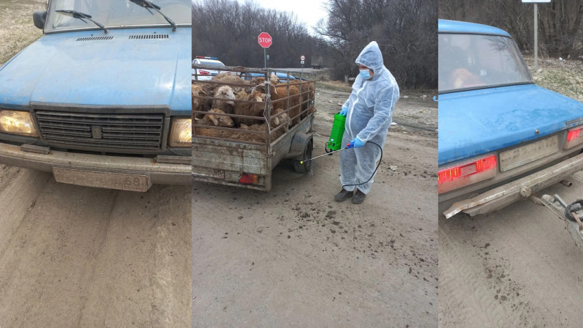20 незаконных овец задержали на воронежской трассе