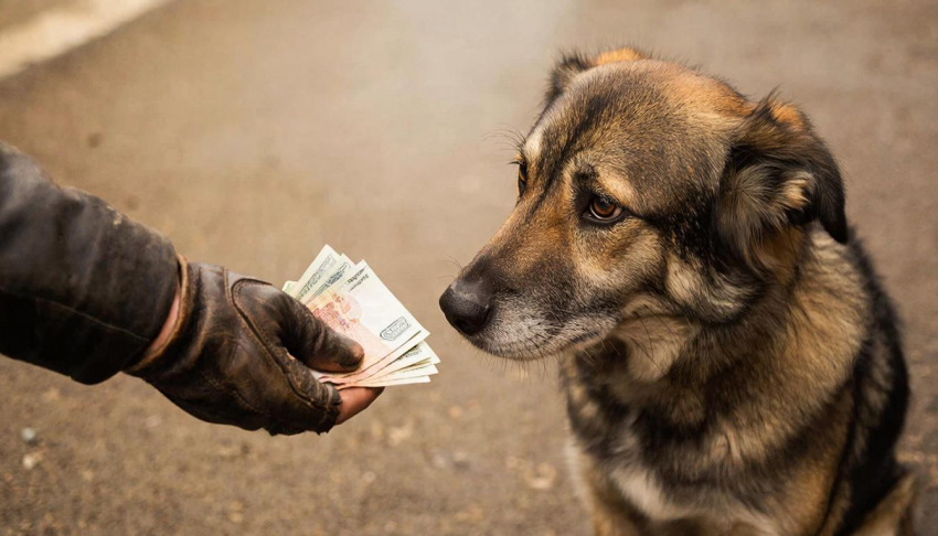Отлов и содержание бездомной собаки сравнили с прожиточным минимумом воронежского пенсионера 