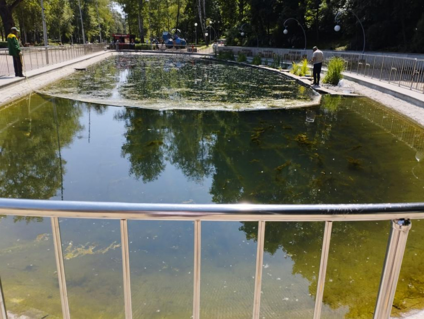 Экологи пояснили за грязный пруд в Центральном парке Воронежа