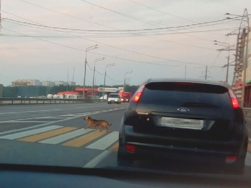 Деловая проходка рыжего пса по «зебре» попала на фото в Воронеже