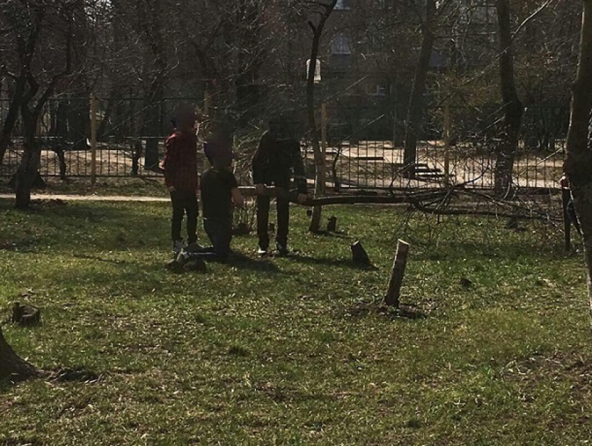 Старшеклассники вырубили распускающиеся вишни у школы в Воронеже
