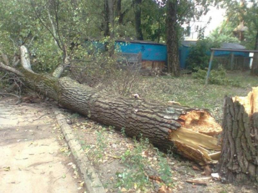 Сильный ветер спровоцировал массовое падение деревьев в Воронеже