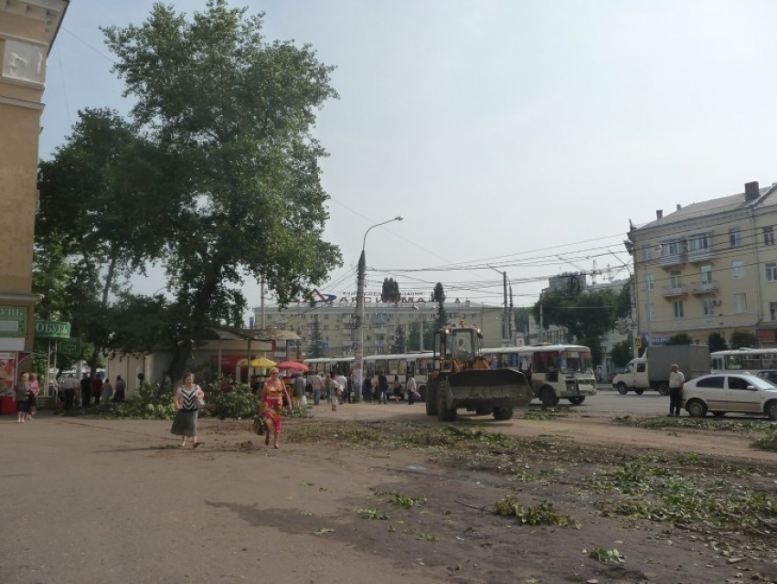 На ул. Кольцовской началась масштабная вырубка деревьев - идут ремонтные работы (ФОТО)