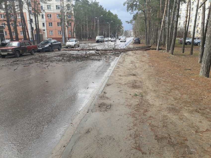 В воронежском микрорайоне Придонской упавшее дерево перегородило дорогу 
