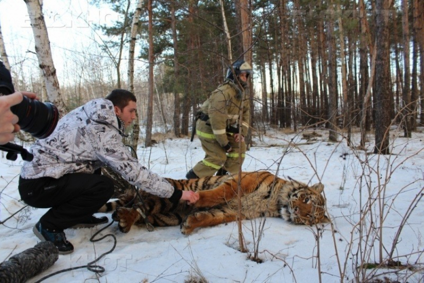 Бродившего по Воронежу тигра Шерхана увезли из города