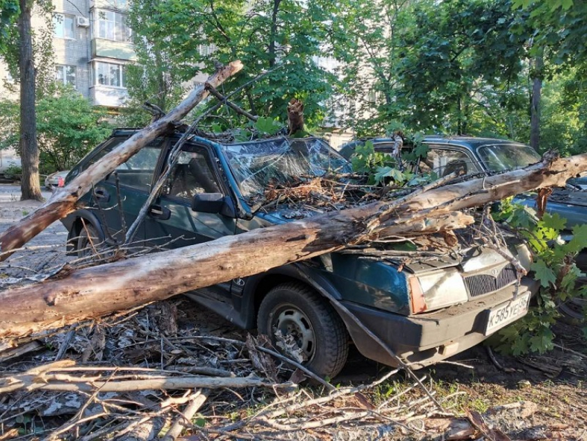 Ветер повалил 14 деревьев на выходных в Воронеже