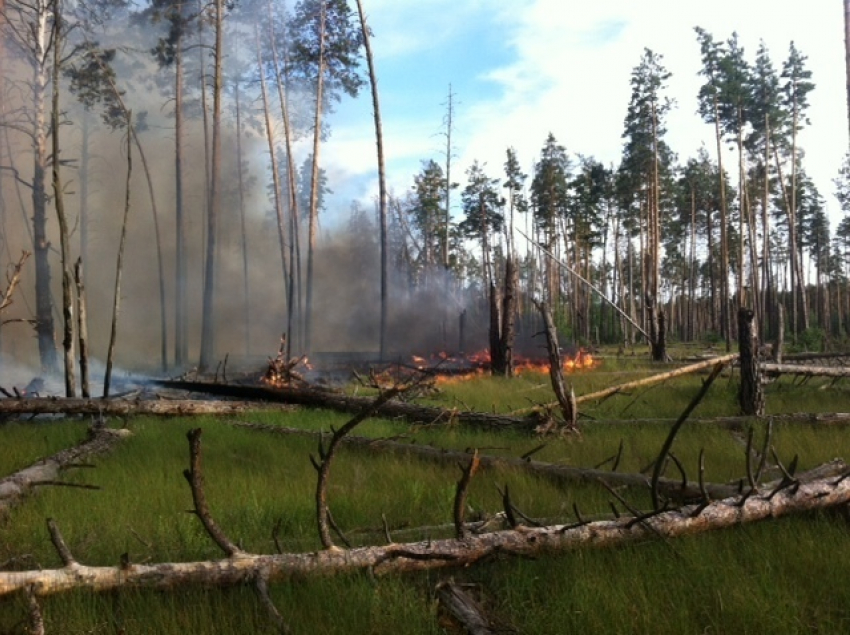 В Воронежском заповеднике вторые сутки не могут потушить лесной пожар