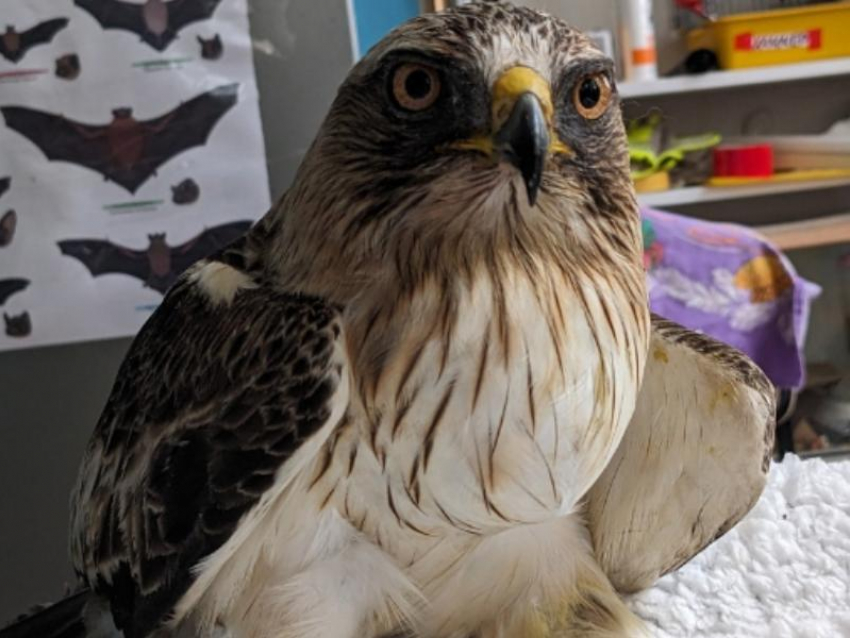 Самого маленького орла на планете нашли подстреленным в Нововоронеже