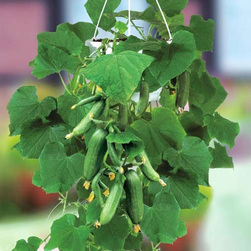 Как правильно хранить и высаживать семена