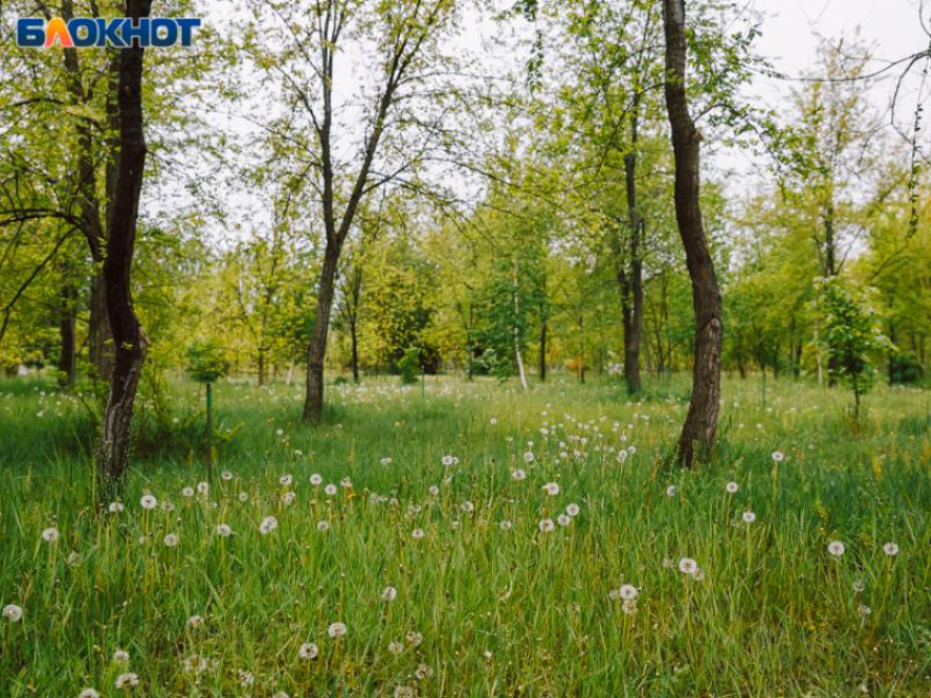 Потепление и солнечная погода вернутся в Воронеж к концу рабочей недели