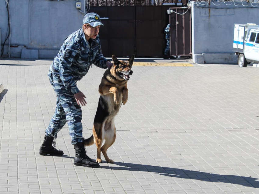 По следам телевизора отправились воронежские полицейские