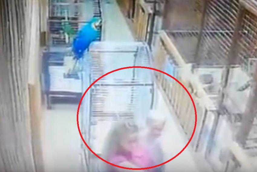 Агрессивный какаду жестоко напал на жительницу Воронежа с ребенком в контактном зоопарке