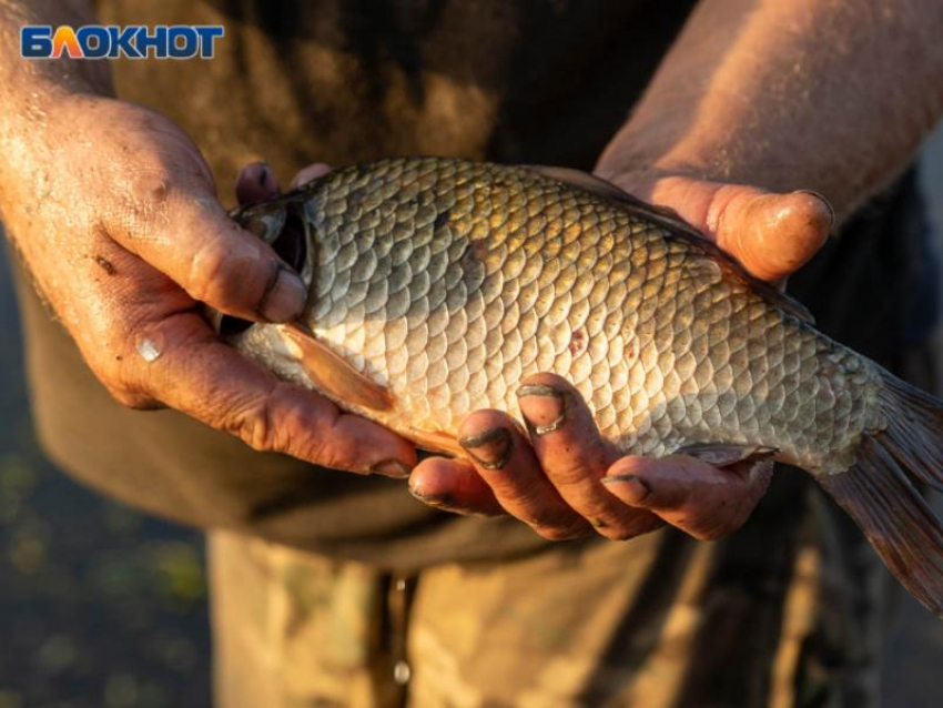 Воронежца осудили за поимку 120 экземпляров рыб