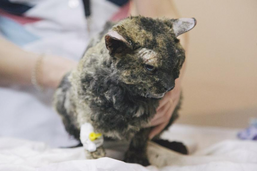 Воронежские ветеринары борются за жизнь спасенной после пожара в бане кошки 