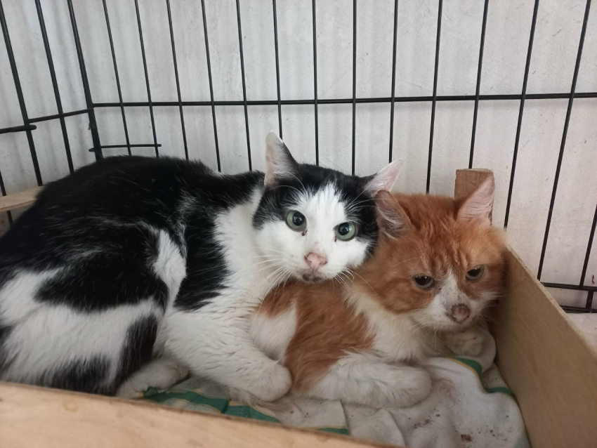 Выяснилось состояние котиков, живших с трупом хозяйки в Воронеже