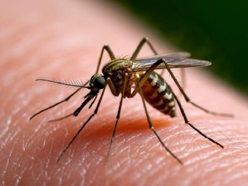 Первый случай заражения дирофиляриозом выявили в Воронежской области