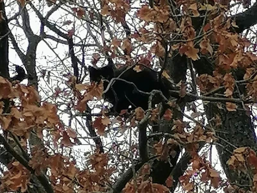 Повисшего на проводах котика спасли в Воронеже