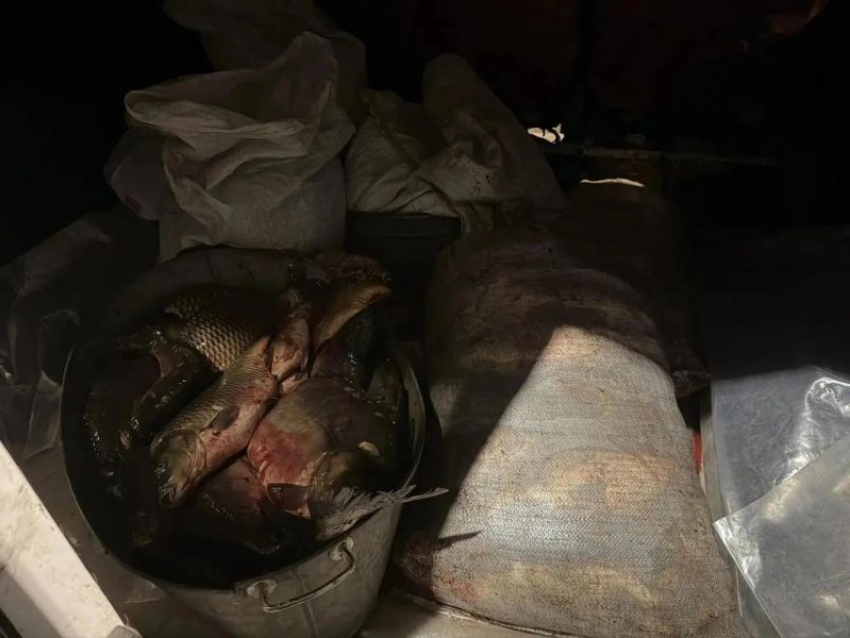 Больше ста килограмм краденой рыбы обнаружила полиция на воронежской трассе