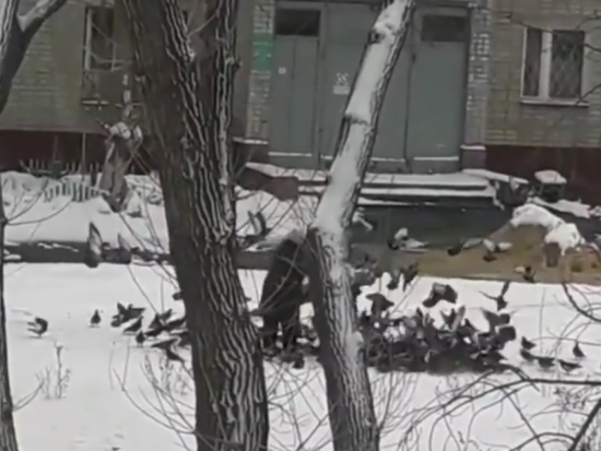 «Повелительницу» голубей из новогодней комедии заметили в Воронеже