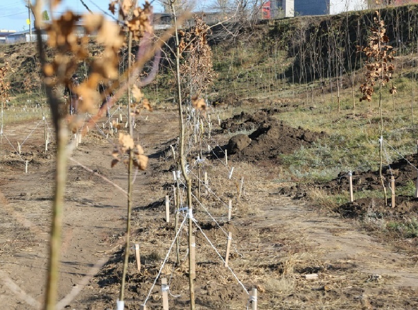 В «Песчаном логу» Воронежа вновь высадили молодые деревья
