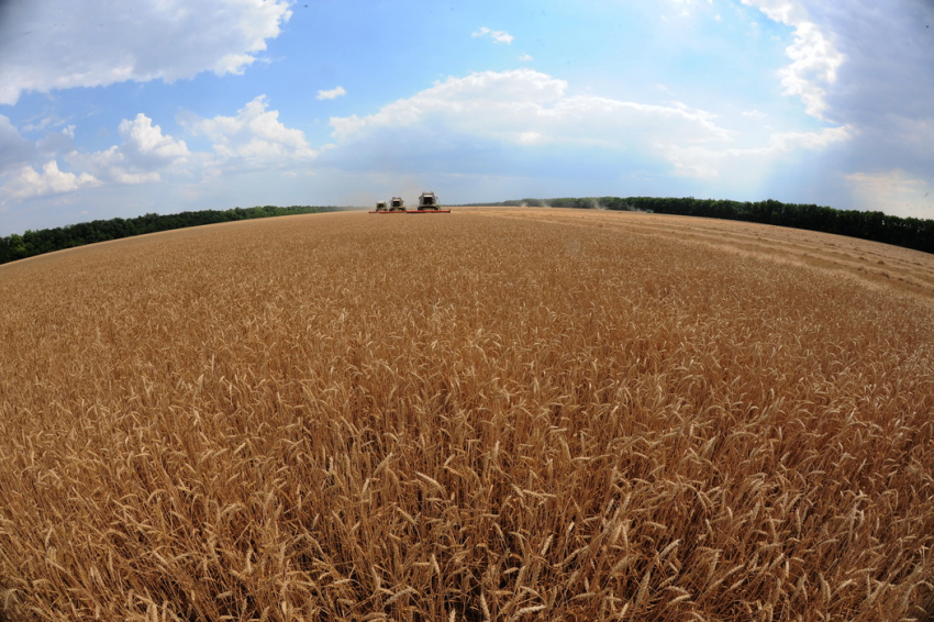 На миллион тонн меньше будет урожай зерновых в Воронежской области