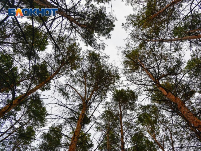 18 пропавших нашли в Воронежской области