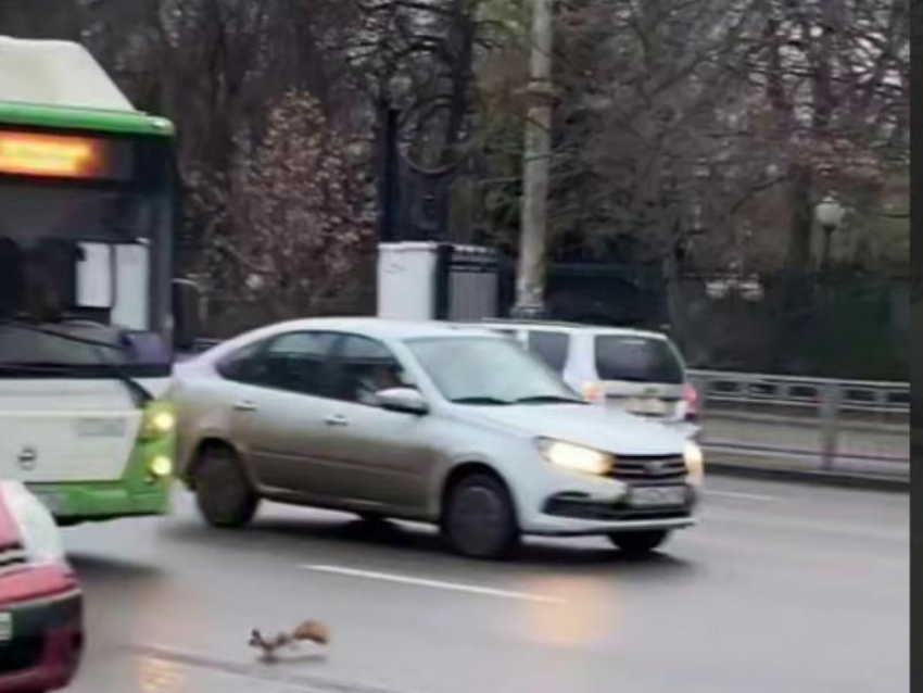 “Давай, рыжая”: опасный маневр бельчонка на дороге попал на видео в центре Воронежа