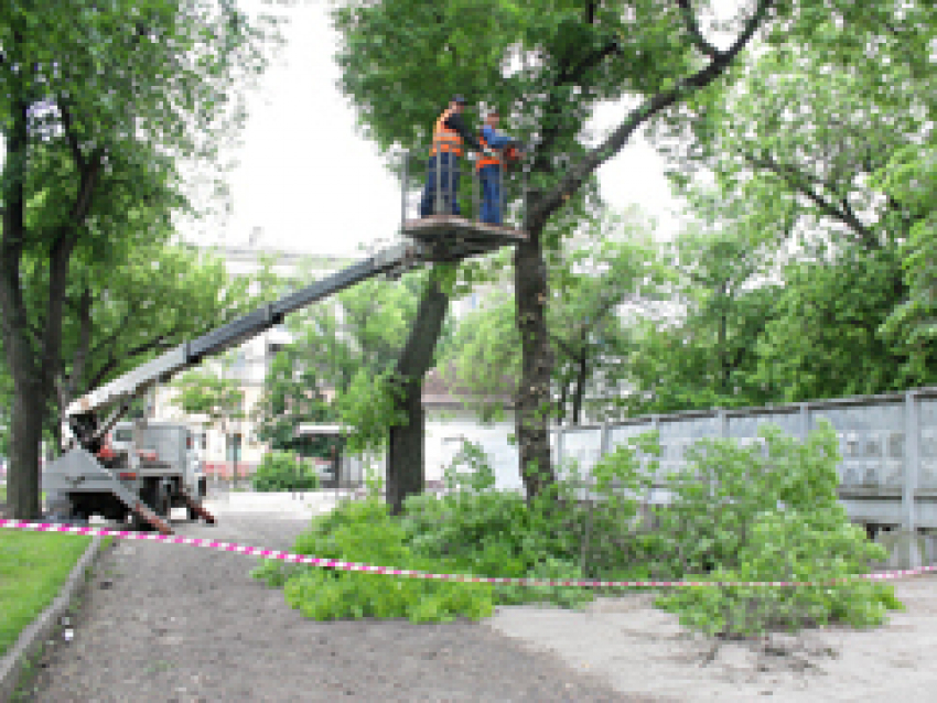 В Ленинском районе Воронежа власти вырубили 824 дерева