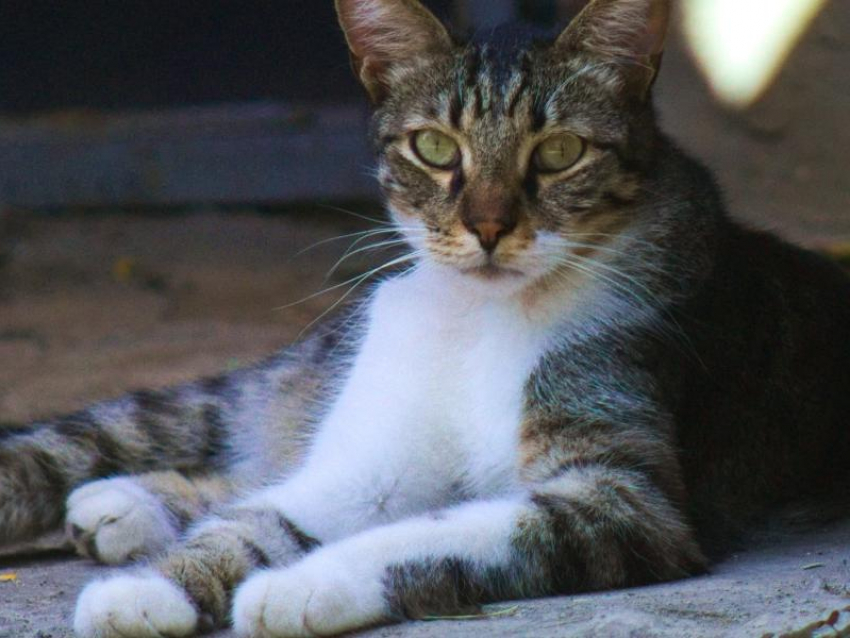 Пожарные спасли кота в Воронеже 