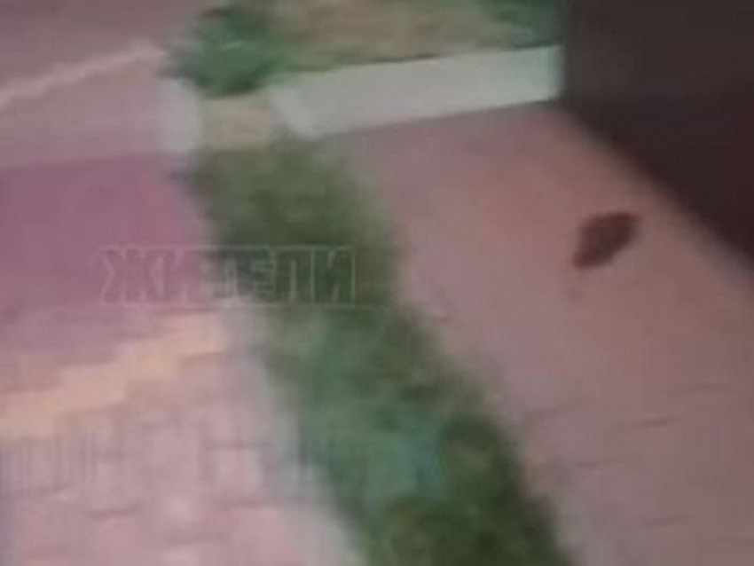 Забег крысы под магазин сняли на видео в Воронеже 