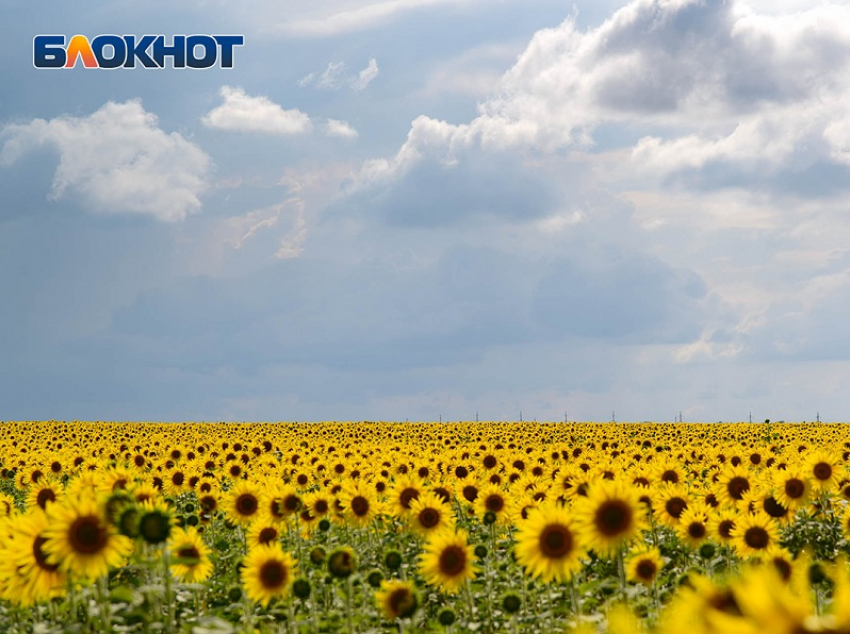 Воронеж вошел в топ-10 городов, где живут любители семечек 