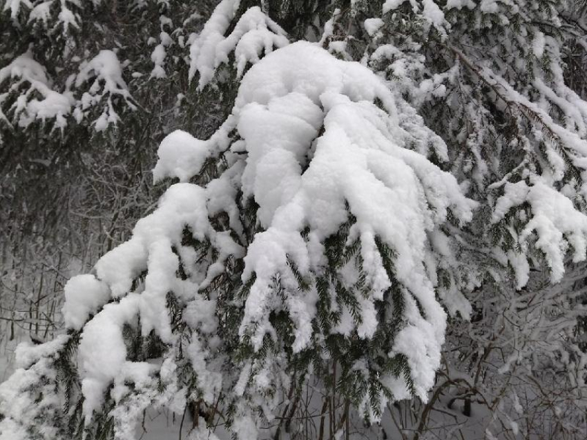 Какой будет зима 2026 года в Воронеже, рассказал Росгидрометцентр 