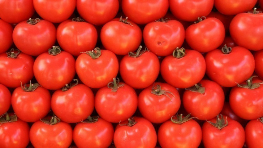 Под Воронежем было раздавлено около 6 тонн турецких помидоров