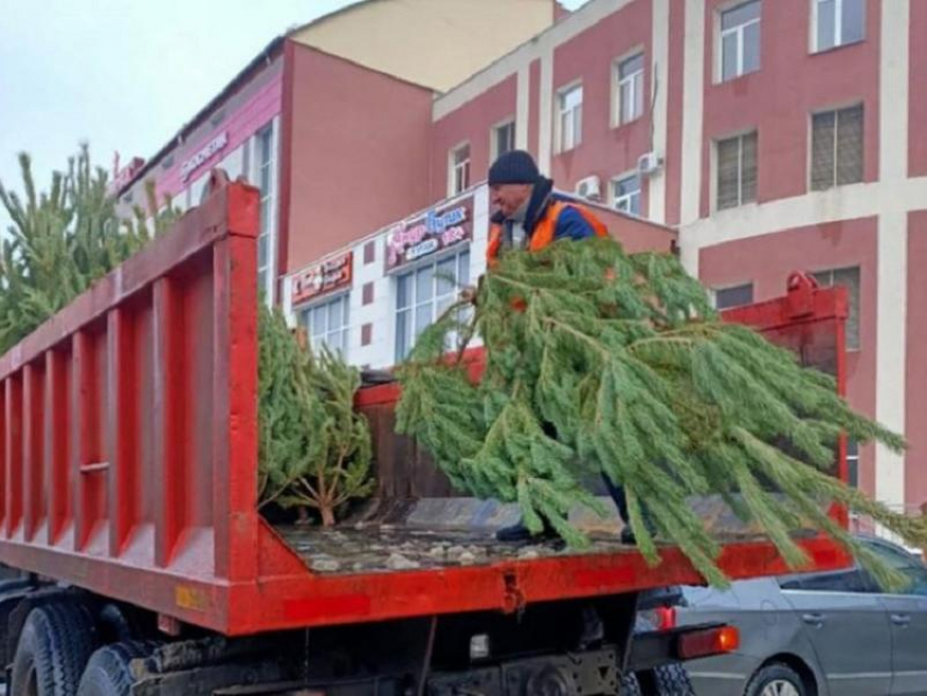 На нелегальные ёлочные базары устроили охоту в Воронеже