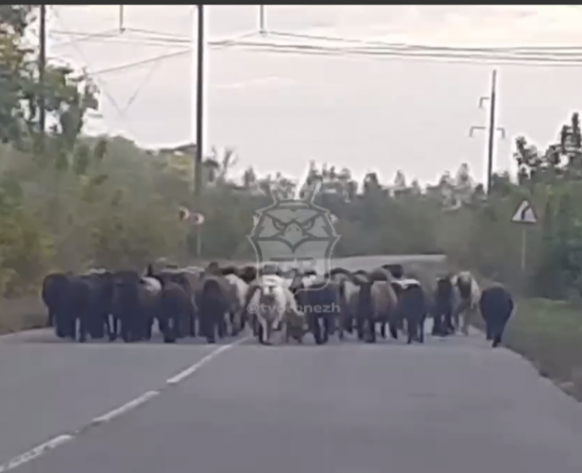 Стадо мчащихся по дороге овечек сняли на видео в Воронежской области