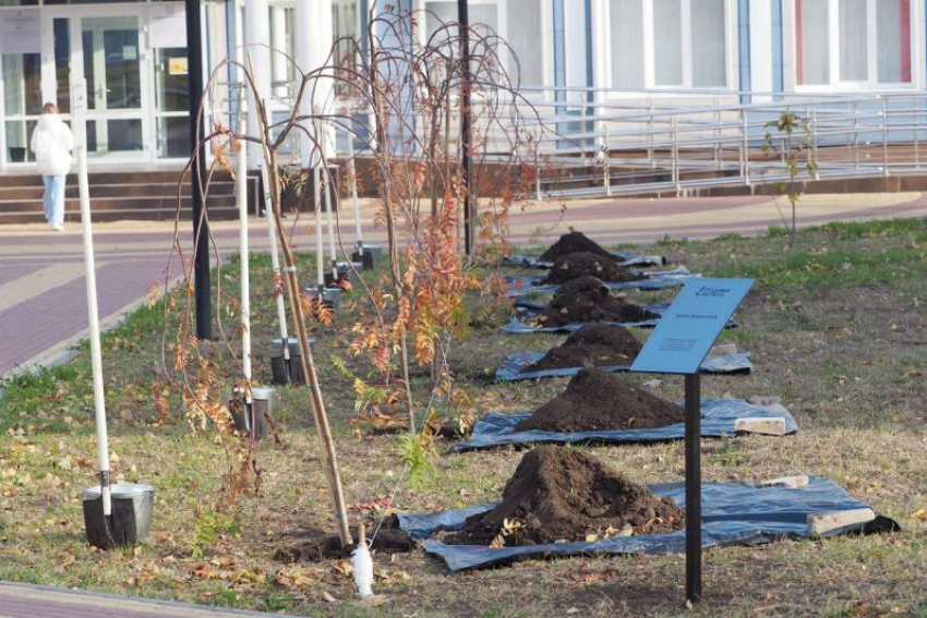Первую в истории «Аллею волонтеров» заложили в Воронежской области