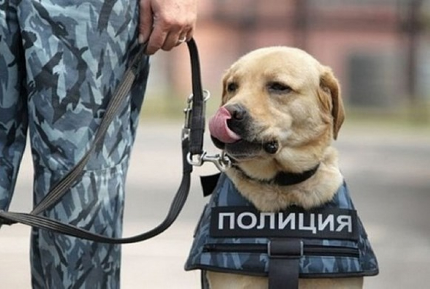 Воронежские избирательные участки проверят на предмет взрывчатки