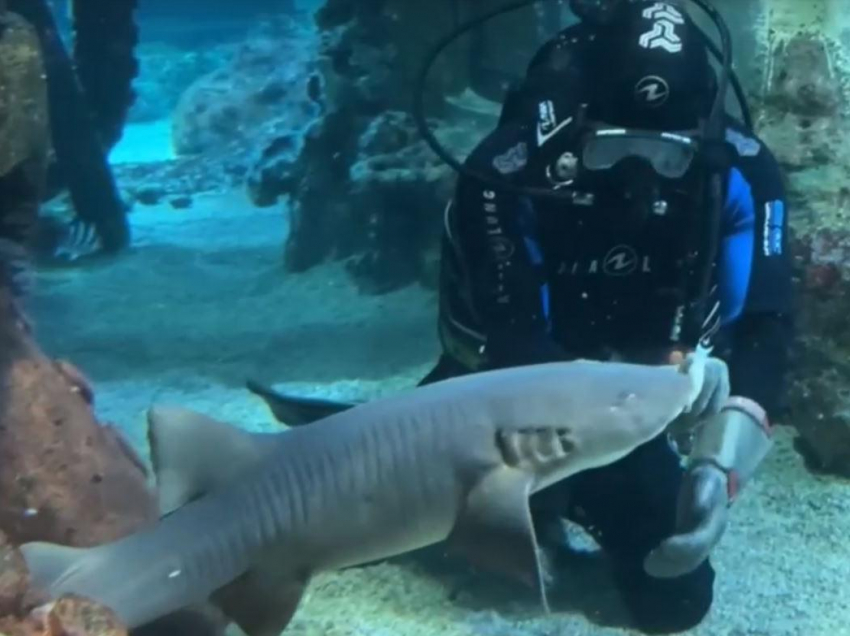 Обнимашки с акулой показали на видео в воронежском океанариуме