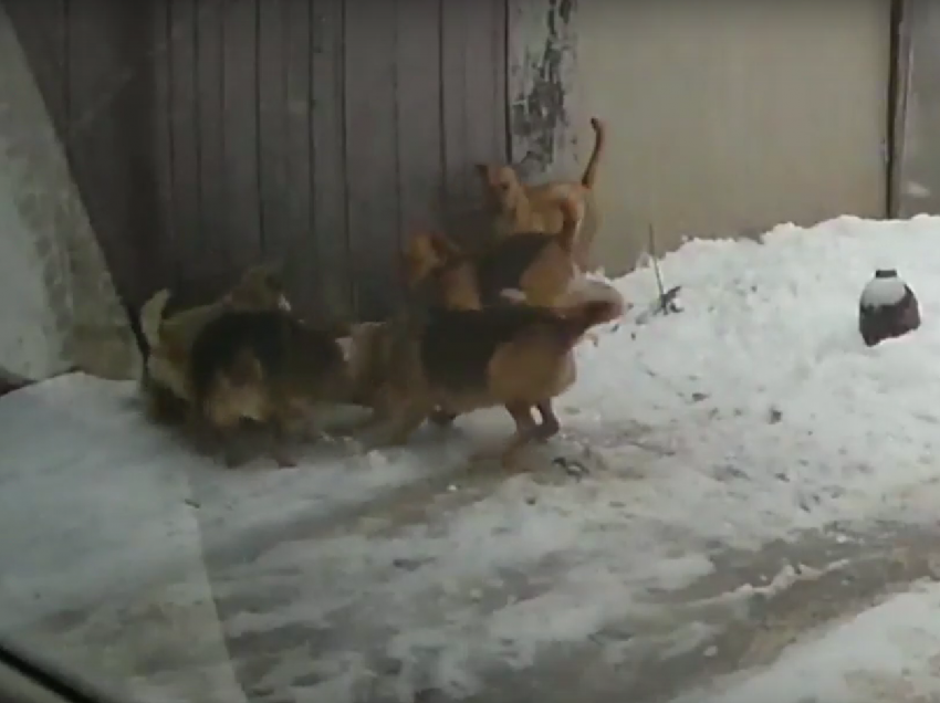 Спасение кота от набросившейся стаи собак попало на видео в Воронеже