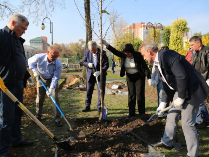 Как чиновники толпой сажали одно дерево в Воронеже